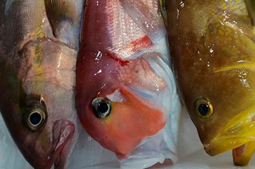 食品配送日指定あり